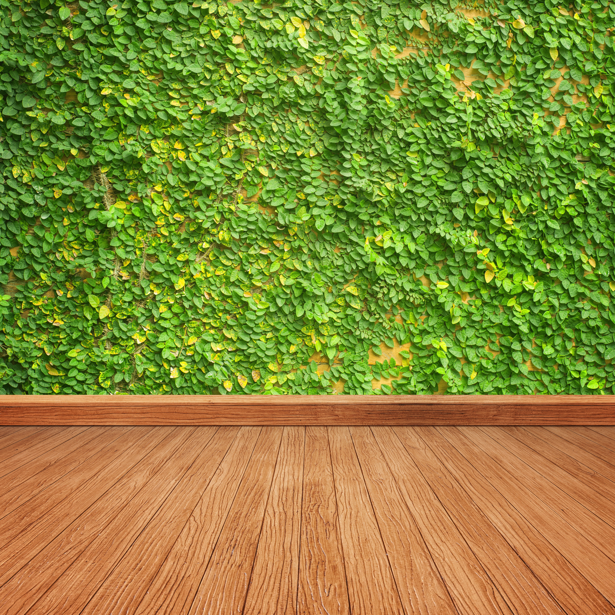 Leaves on Wall and Wooden Floor